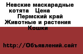 Невские маскарадные котята › Цена ­ 1 000 - Пермский край Животные и растения » Кошки   